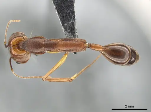 Odontomachus papuanus specimen CASENT0650350 image casent0650350_1
