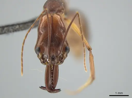 Odontomachus papuanus specimen CASENT0650350 image casent0650350_2