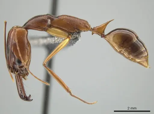 Odontomachus papuanus specimen CASENT0650350 image casent0650350_3
