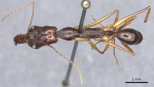 Odontomachus papuanus specimen CASENT0903993 image casent0903993_1