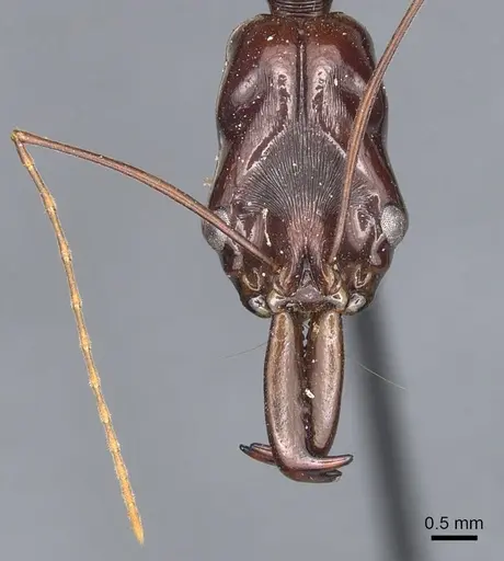 Odontomachus papuanus specimen CASENT0903993 image casent0903993_2