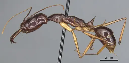 Odontomachus papuanus specimen CASENT0903993 image casent0903993_3