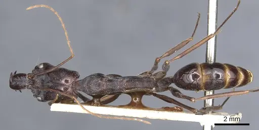 Odontomachus papuanus specimen CASENT0903994 image casent0903994_1