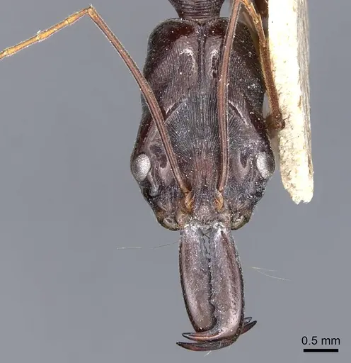 Odontomachus papuanus specimen CASENT0903994 image casent0903994_2