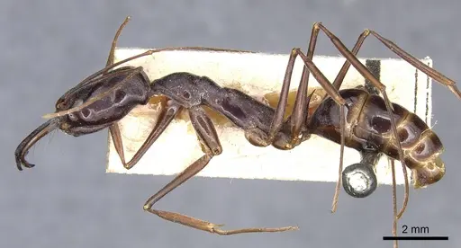 Odontomachus papuanus specimen CASENT0903994 image casent0903994_3