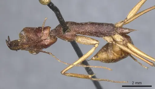 Odontomachus philippinus specimen CASENT0903995 image casent0903995_1