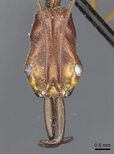 Odontomachus philippinus specimen CASENT0903995 image casent0903995_2
