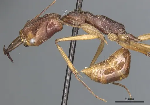 Odontomachus philippinus specimen CASENT0903995 image casent0903995_3