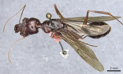 Odontomachus procerus specimen CASENT0903998 image casent0903998_1