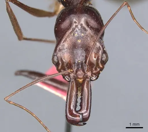 Odontomachus procerus specimen CASENT0903998 image casent0903998_2
