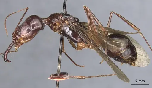 Odontomachus procerus specimen CASENT0903998 image casent0903998_3