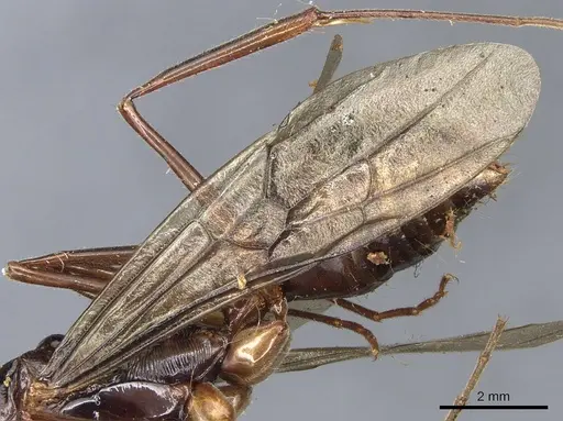 Odontomachus procerus specimen CASENT0903998 image casent0903998_4