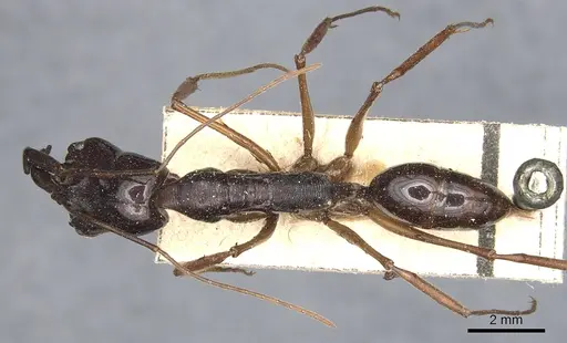 Odontomachus procerus specimen CASENT0903999 image casent0903999_1