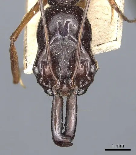Odontomachus procerus specimen CASENT0903999 image casent0903999_2
