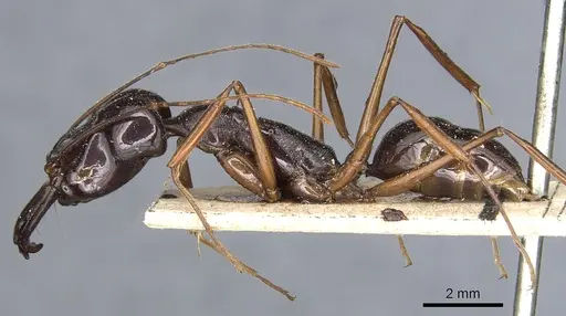 Odontomachus procerus specimen CASENT0903999 image casent0903999_3