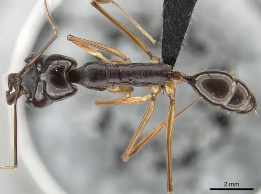Odontomachus procerus specimen ZRC image zrc_ent00000647_1