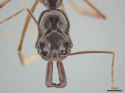 Odontomachus procerus specimen ZRC image zrc_ent00000647_2