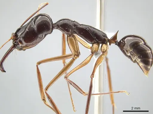 Odontomachus procerus specimen ZRC image zrc_ent00000647_3