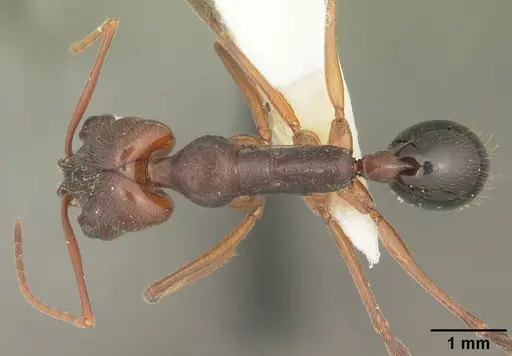 Odontomachus relictus specimen CASENT0104172 image casent0104172_1