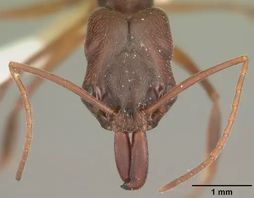 Odontomachus relictus specimen CASENT0104172 image casent0104172_2
