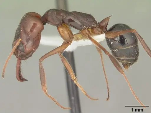 Odontomachus relictus specimen CASENT0104172 image casent0104172_3