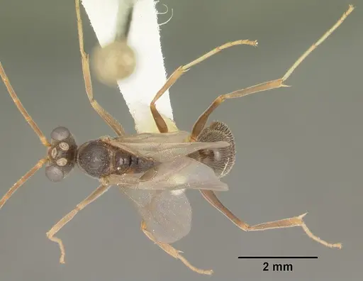 Odontomachus relictus specimen CASENT0104175 image casent0104175_1