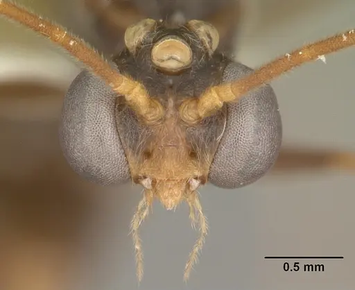 Odontomachus relictus specimen CASENT0104175 image casent0104175_2