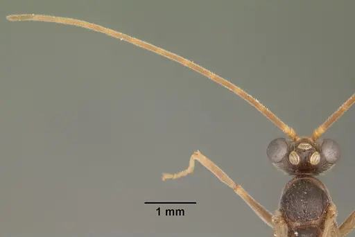 Odontomachus relictus specimen CASENT0104175 image casent0104175_3