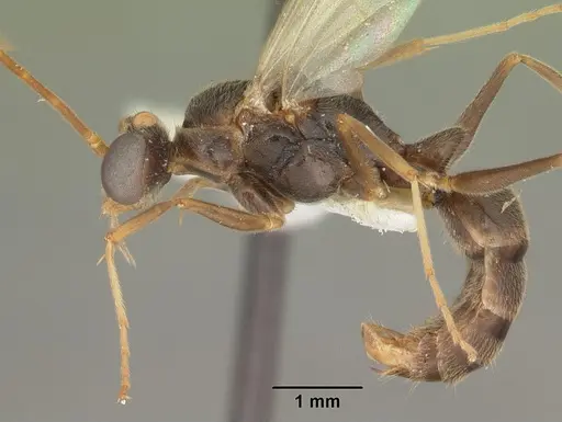 Odontomachus relictus specimen CASENT0104175 image casent0104175_4