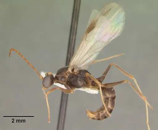 Odontomachus relictus specimen CASENT0104175 image casent0104175_5