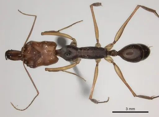 Odontomachus rixosus specimen CASENT0217544 image casent0217544_1