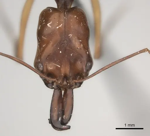 Odontomachus rixosus specimen CASENT0217544 image casent0217544_2