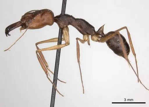 Odontomachus rixosus specimen CASENT0217544 image casent0217544_3