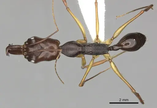 Odontomachus rixosus specimen CASENT0270624 image casent0270624_1