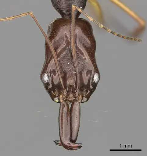 Odontomachus rixosus specimen CASENT0270624 image casent0270624_2