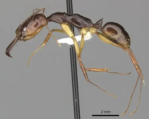 Odontomachus rixosus specimen CASENT0270624 image casent0270624_3