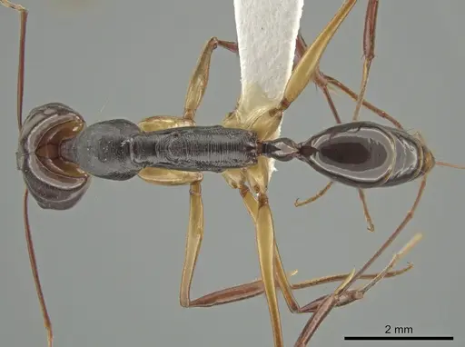 Odontomachus rixosus specimen CASENT0634866 image casent0634866_1