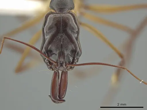 Odontomachus rixosus specimen CASENT0634866 image casent0634866_2