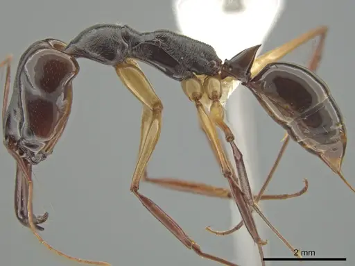 Odontomachus rixosus specimen CASENT0634866 image casent0634866_3