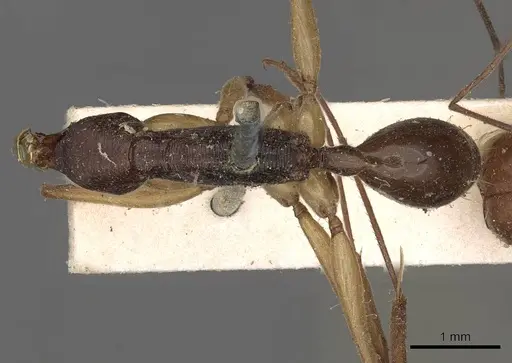 Odontomachus rixosus specimen CASENT0900656 image casent0900656_1