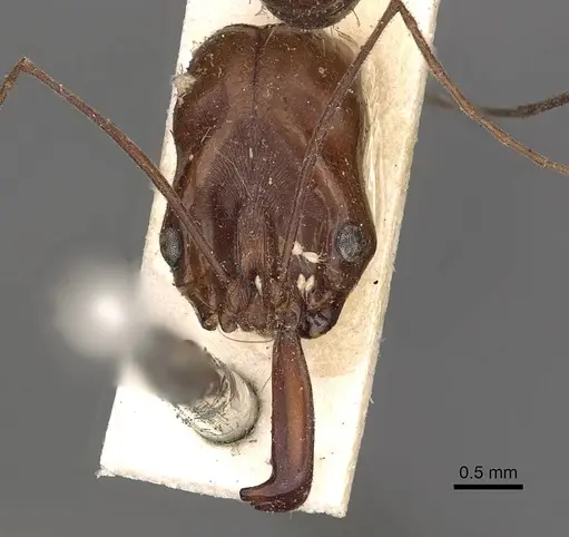 Odontomachus rixosus specimen CASENT0900656 image casent0900656_2