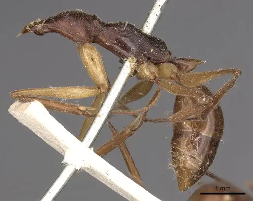 Odontomachus rixosus specimen CASENT0900656 image casent0900656_3