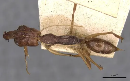 Odontomachus rixosus specimen CASENT0907431 image casent0907431_1