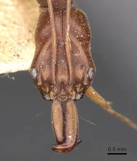 Odontomachus rixosus specimen CASENT0907431 image casent0907431_2