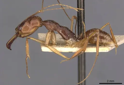 Odontomachus rixosus specimen CASENT0907431 image casent0907431_3
