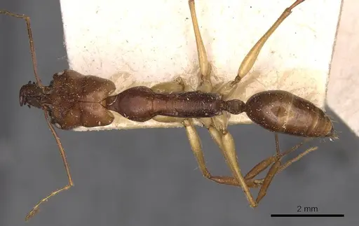 Odontomachus rixosus specimen CASENT0907432 image casent0907432_1