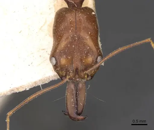 Odontomachus rixosus specimen CASENT0907432 image casent0907432_2