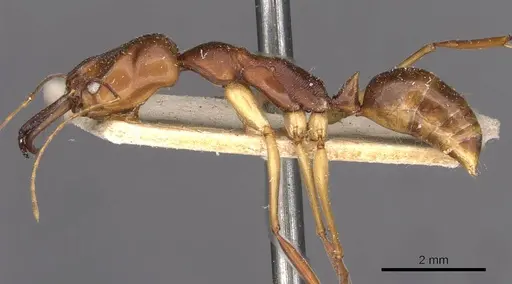 Odontomachus rixosus specimen CASENT0907432 image casent0907432_3