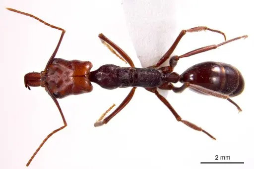 Odontomachus ruficeps specimen ANTWEB1008685 image antweb1008685_1