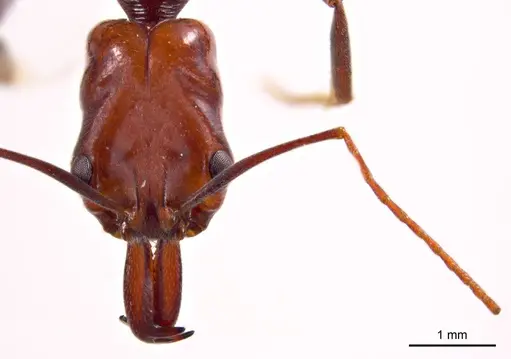 Odontomachus ruficeps specimen ANTWEB1008685 image antweb1008685_2